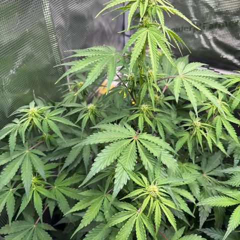 Dörte growlog timeline photo