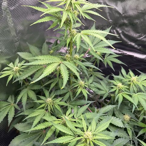 Dörte growlog timeline photo