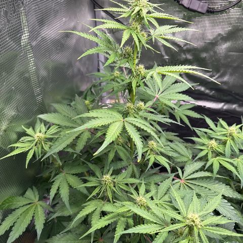 Dörte growlog timeline photo
