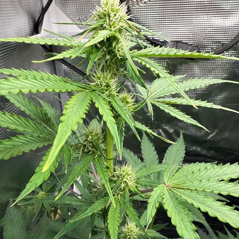 Dörte growlog timeline photo