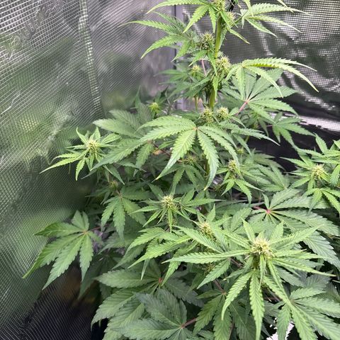 Dörte growlog timeline photo