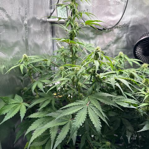 Dörte growlog timeline photo