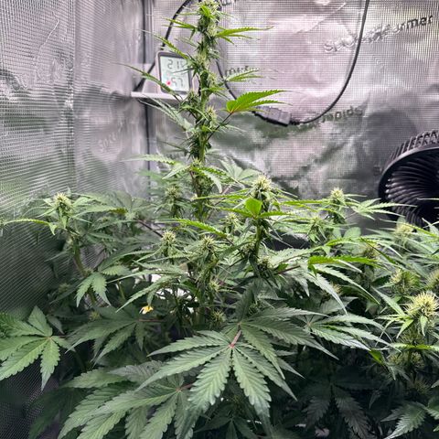 Dörte growlog timeline photo