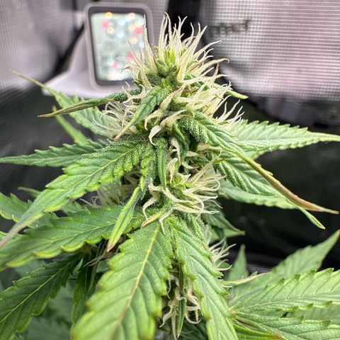 Dörte growlog timeline photo