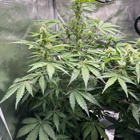 Dörte growlog timeline photo