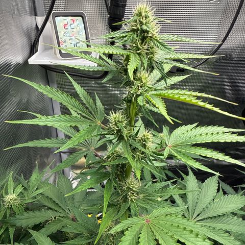 Dörte growlog timeline photo