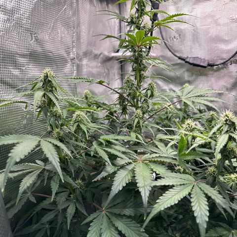 Dörte growlog timeline photo