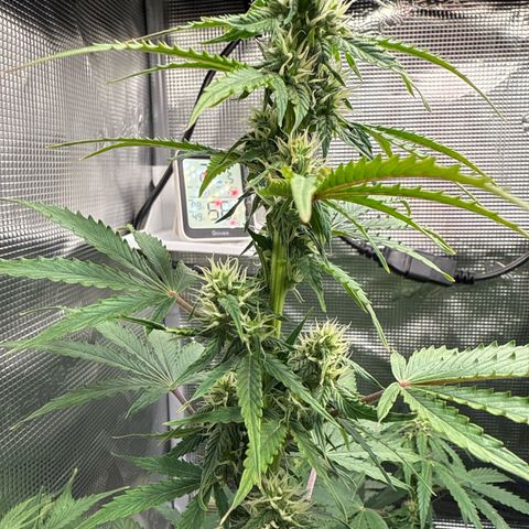Dörte growlog timeline photo