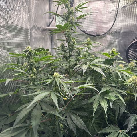 Dörte growlog timeline photo