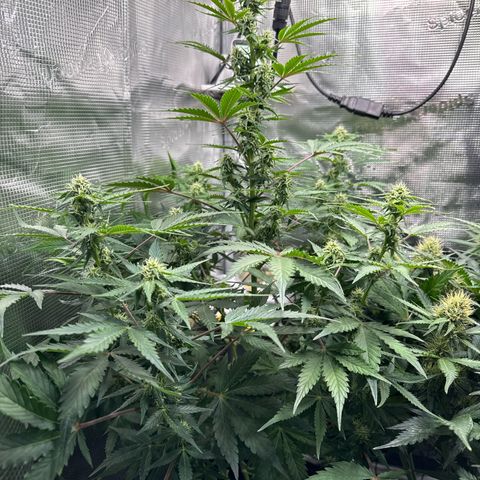 Dörte growlog timeline photo