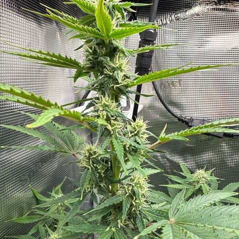 Dörte growlog timeline photo