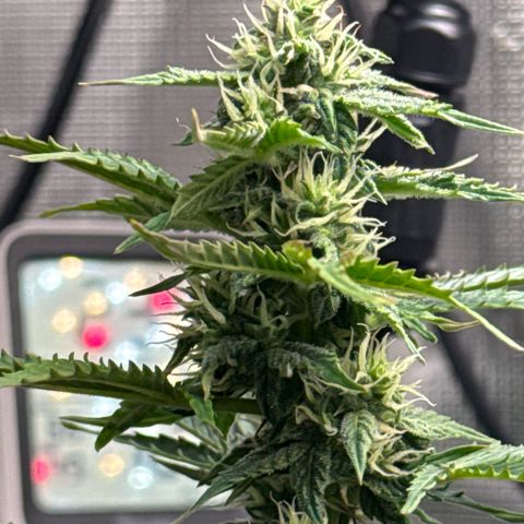 Dörte growlog timeline photo