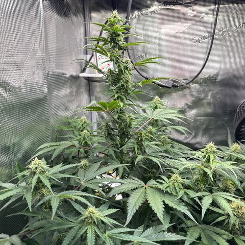 Dörte growlog timeline photo