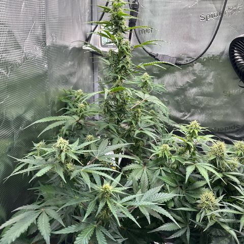 Dörte growlog timeline photo