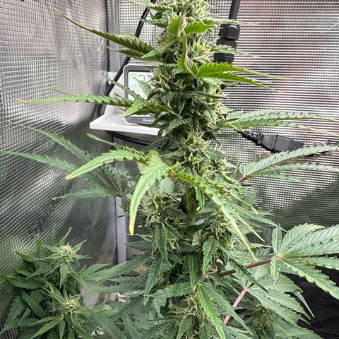Dörte growlog timeline photo
