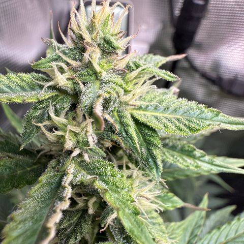 Dörte growlog timeline photo