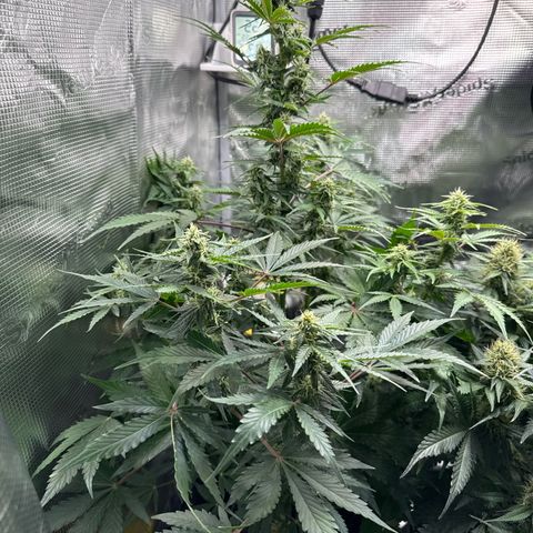 Dörte growlog timeline photo