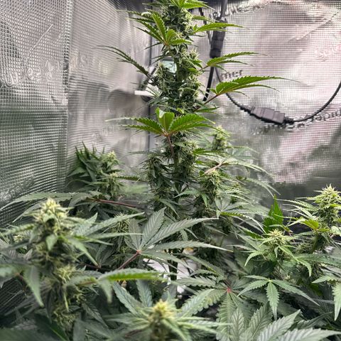 Dörte growlog timeline photo