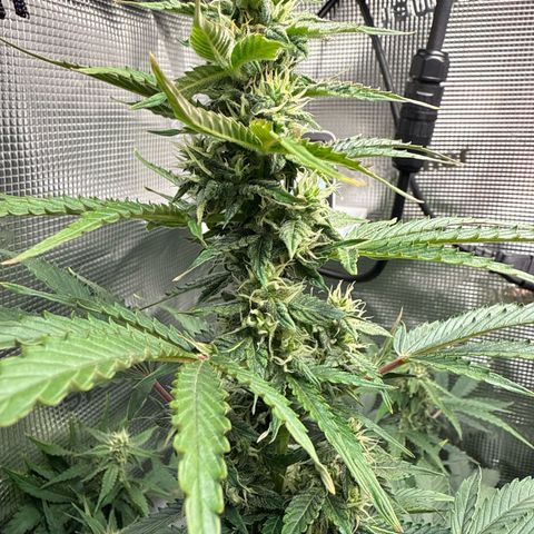 Dörte growlog timeline photo