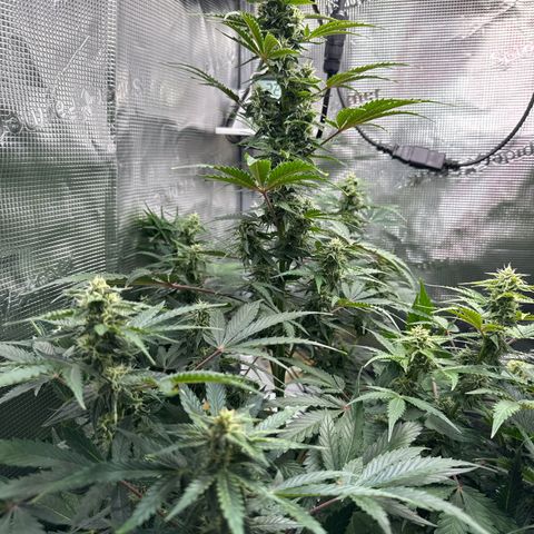Dörte growlog timeline photo