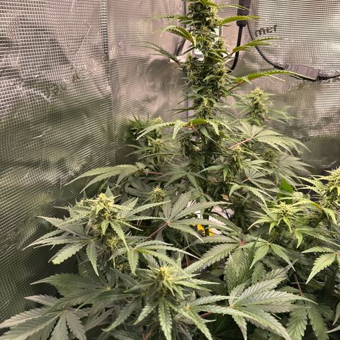 Dörte growlog timeline photo