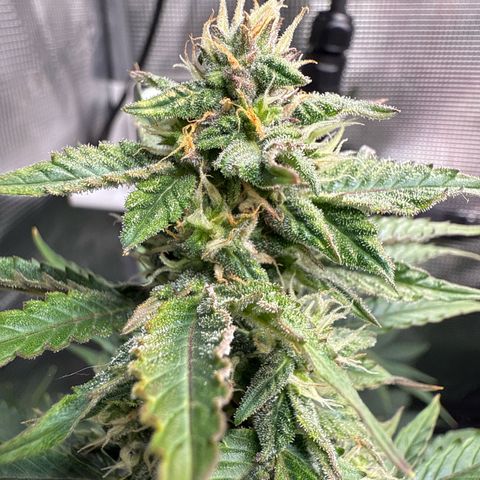 Dörte growlog timeline photo