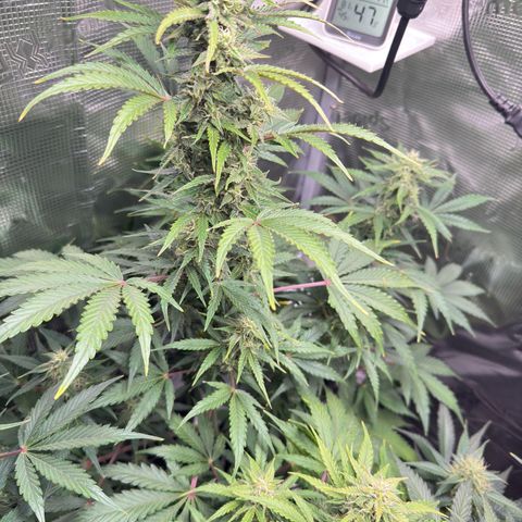 Dörte growlog timeline photo