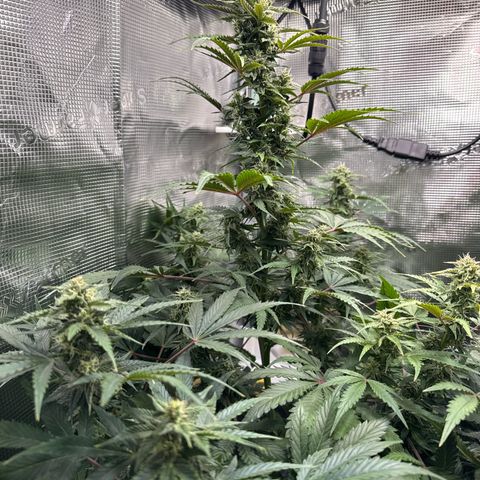 Dörte growlog timeline photo