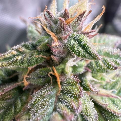 Dörte growlog timeline photo