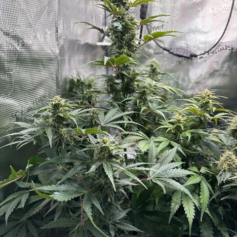 Dörte growlog timeline photo