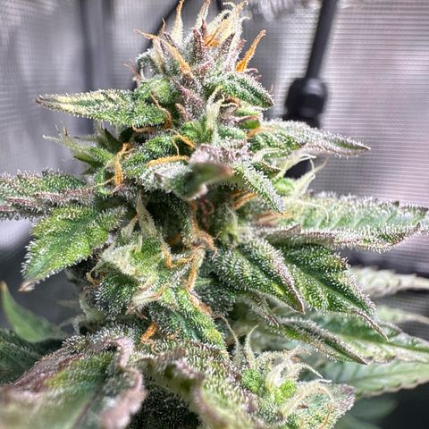Dörte growlog timeline photo