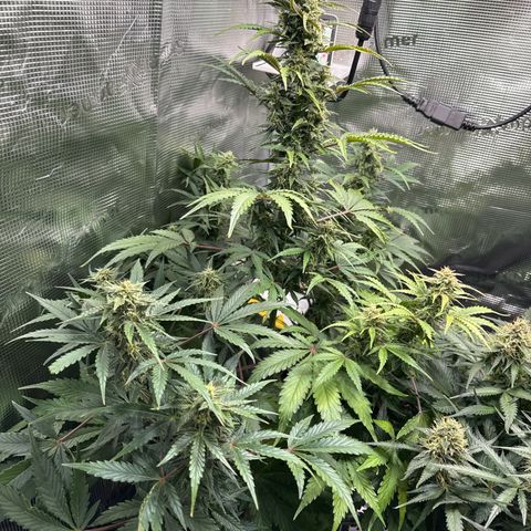 Dörte growlog timeline photo
