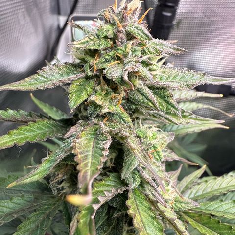 Dörte growlog timeline photo