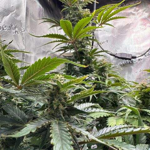 Dörte growlog timeline photo