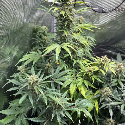 Dörte growlog timeline photo