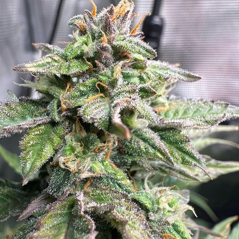 Dörte growlog timeline photo
