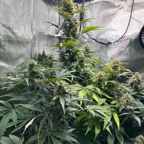 Dörte growlog timeline photo
