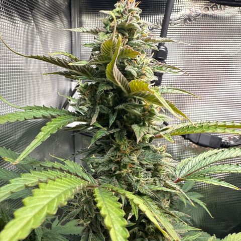 Dörte growlog timeline photo