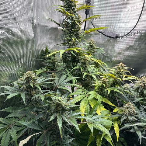Dörte growlog timeline photo