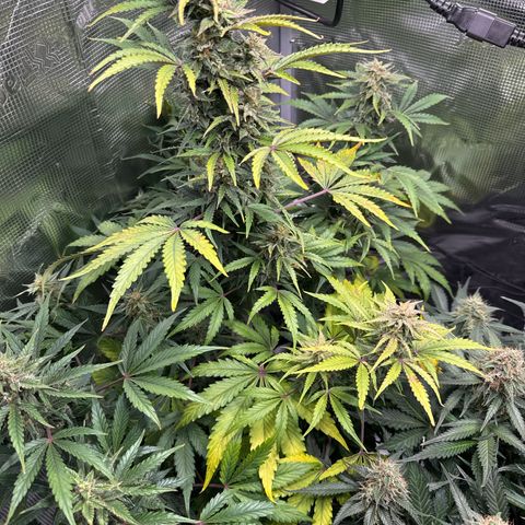Dörte growlog timeline photo