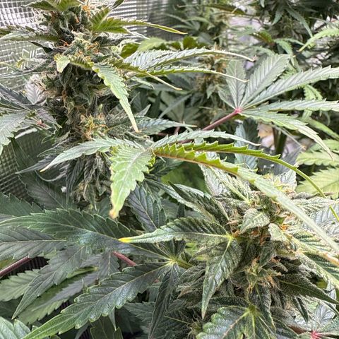 Dörte growlog timeline photo