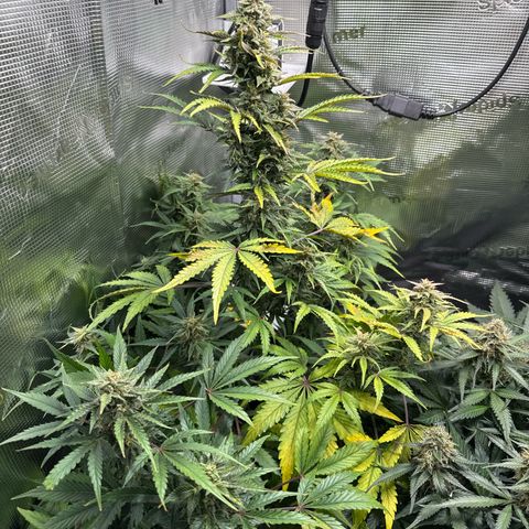 Dörte growlog timeline photo