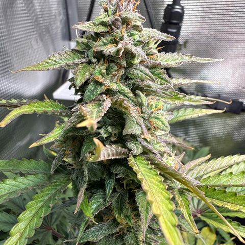 Dörte growlog timeline photo