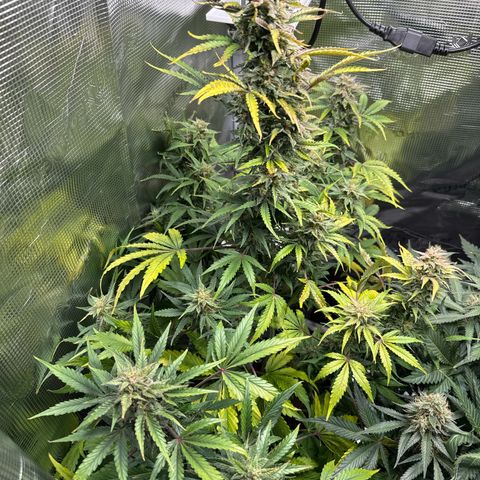 Dörte growlog timeline photo