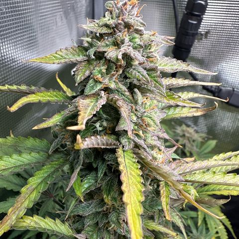 Dörte growlog timeline photo