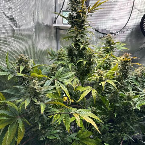 Dörte growlog timeline photo