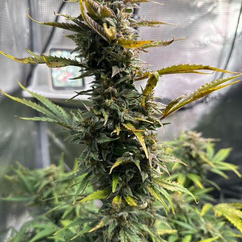 Dörte growlog timeline photo