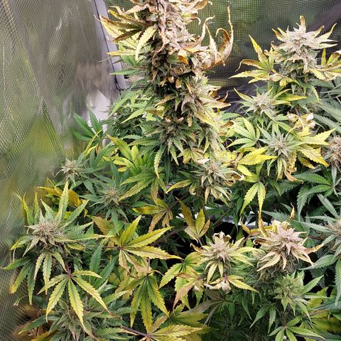 Dörte growlog timeline photo