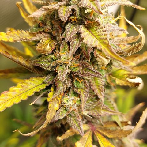 Dörte growlog timeline photo