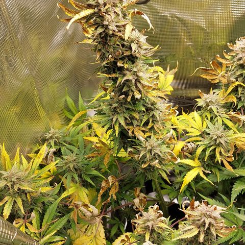 Dörte growlog timeline photo